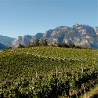 20_Mezzacorona-vineyards